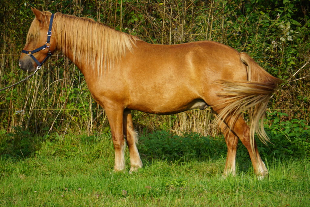 estonian native horse