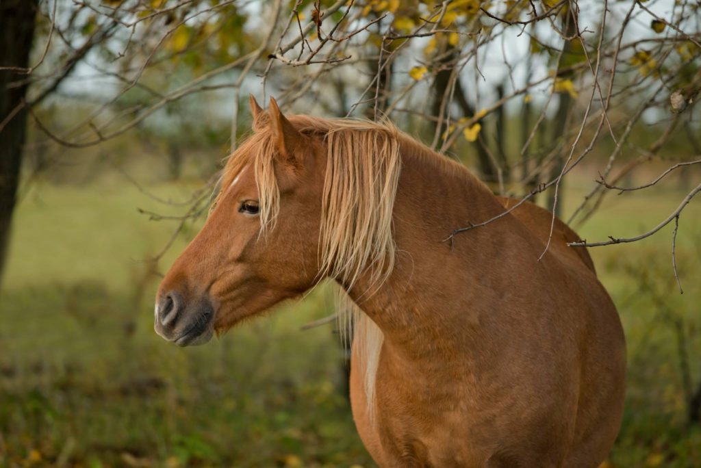 estonian native horse