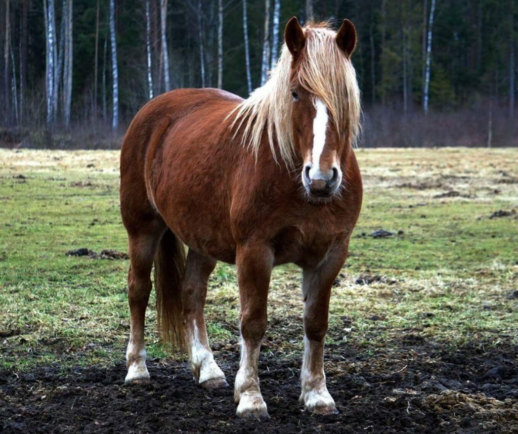 eesti raskeveohobune