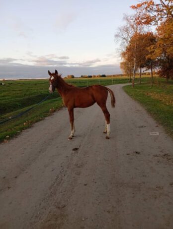 Landry AT (täkk, sünd. 06/2024)