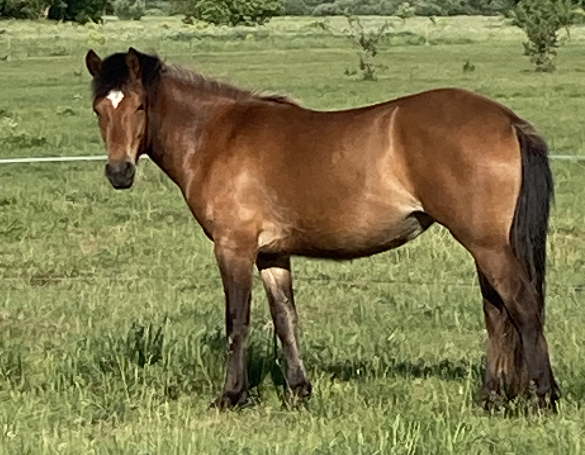 Ruutu-Lii (mära, sünd. 04/2022)