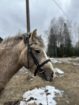 Leebus (mära, sünd. 06/2021) + varss