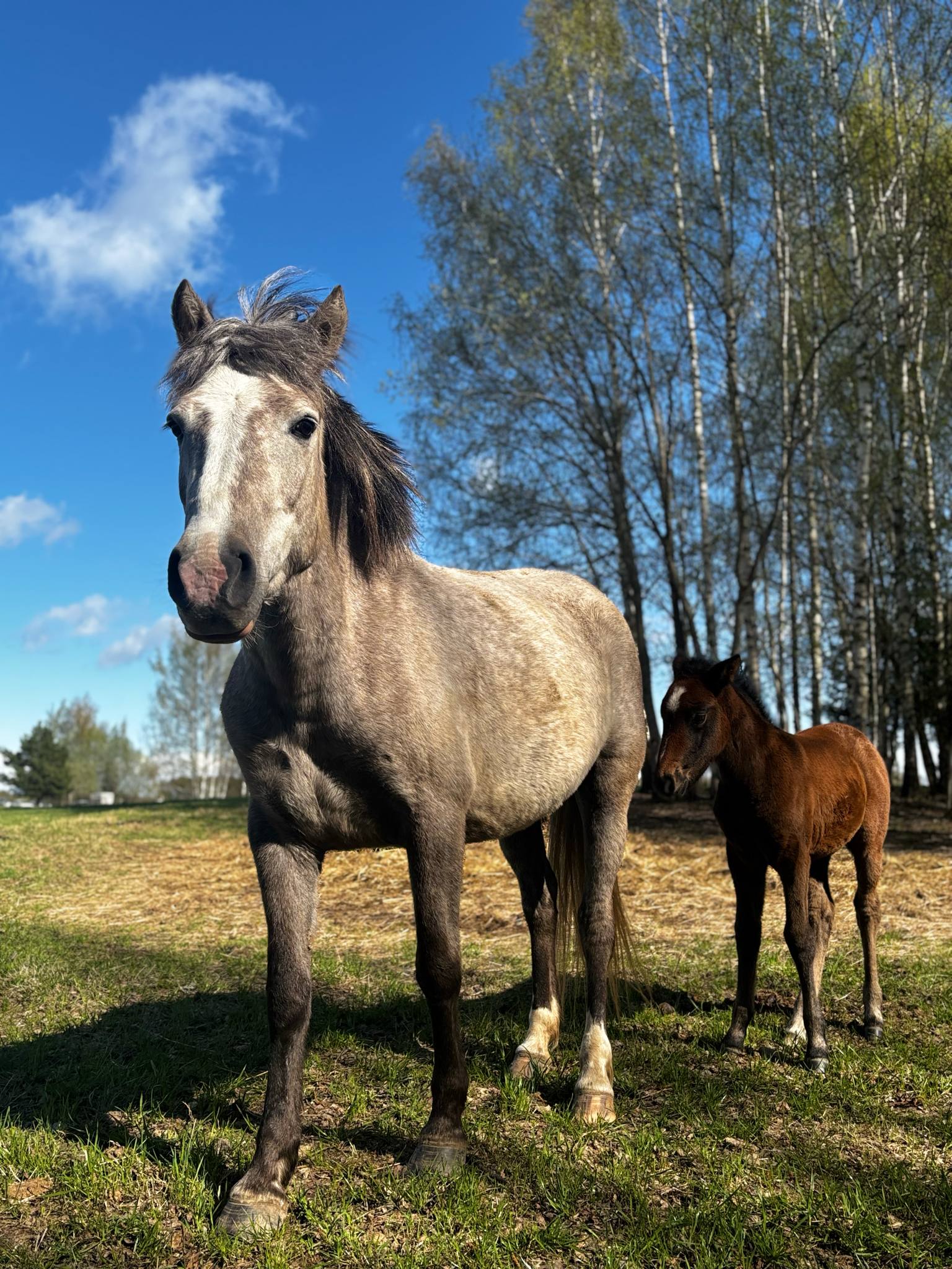 Leebus (mära, sünd. 06/2021) + varss