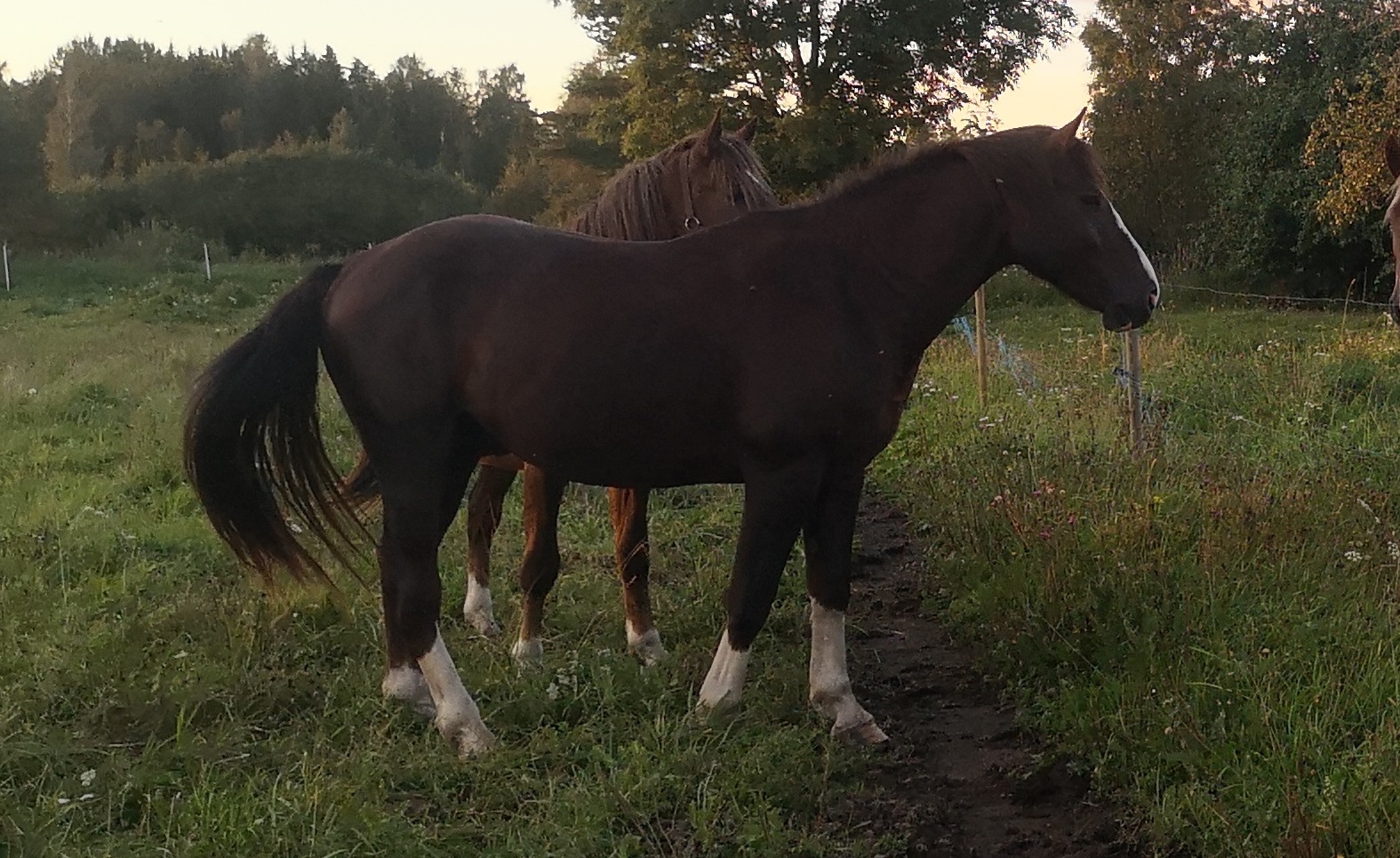 Viktor (täkk, sünd. 05/2022)