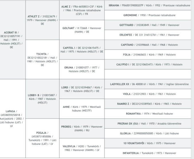 Atletico (ruun, sünd. 03/2016)