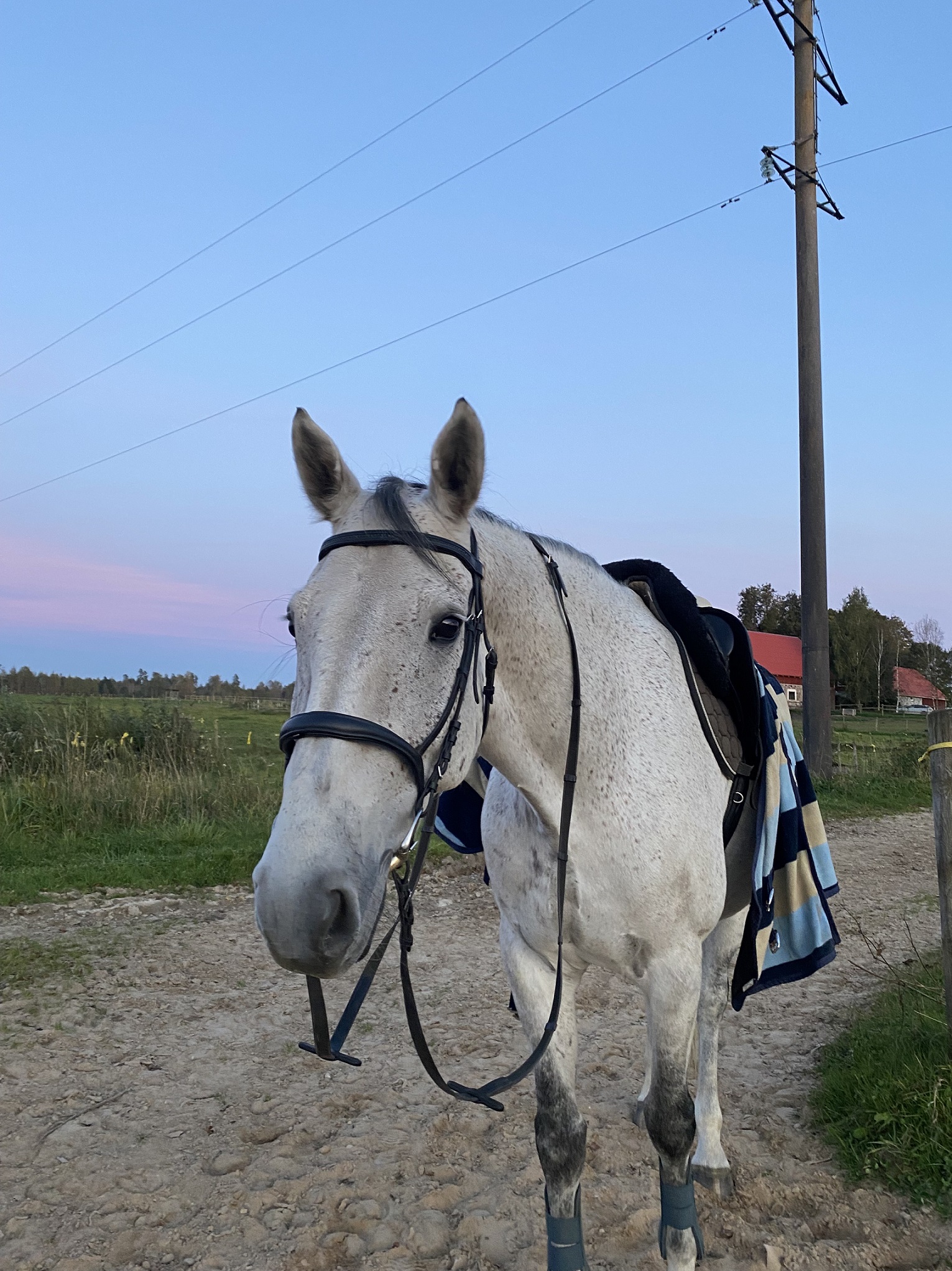 Atletico (ruun, sünd. 03/2016)